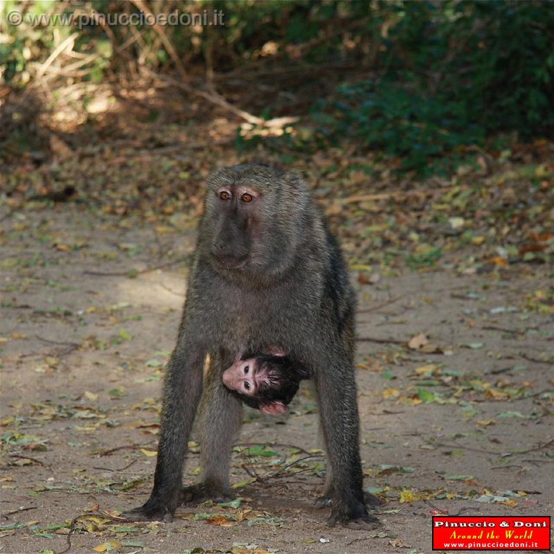 Ethiopia - Mago National Park - Baboons - 07.jpg